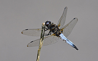 Blue Chaser (male, Libellula fulva)